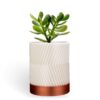 3D printed Cylindrix wall planter version 2 mounted on an indoor wall with a small plant